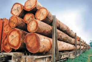 GRUME DE BOIS